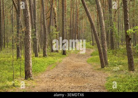 Trail going through Scots pine (Pinus sylvestris), forest, Bavaria, Germany Stock Photo
