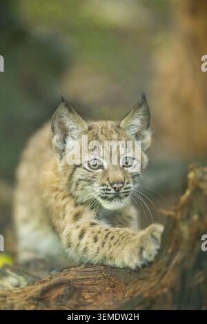 Eurasian lynx (Lynx lynx) youngster (cub) sharpens its claws on an old rotten tree trunk in a forest, Bavaria, Germany Stock Photo