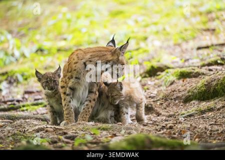 Eurasian lynx (Lynx lynx) mother with her youngsters (cubs) in a forest, Bavaria, Germany Stock Photo