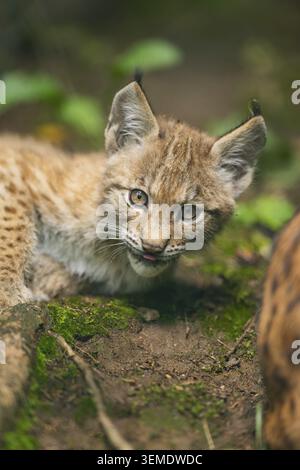 Eurasian lynx (Lynx lynx) youngster (cub) lying in in a forest, playing around, Bavaria, Germany Stock Photo