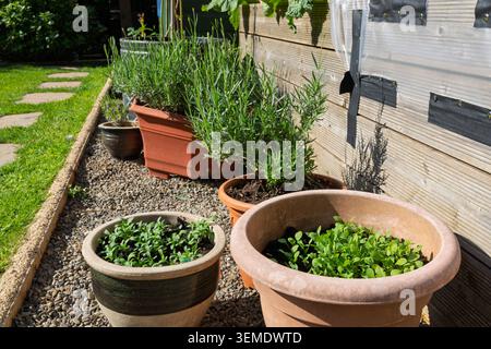 Young flower seedlings and established lavender plants growing in containers beside raised vegetable beds in a sunny home garden Stock Photo