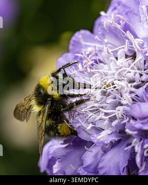 Working Bee Stock Photo