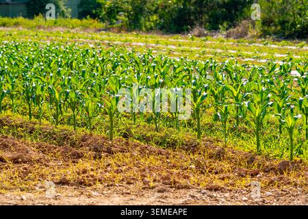 Young green corn seedling growing in irrigated furrow on soil farmland, sustainable agriculture Stock Photo