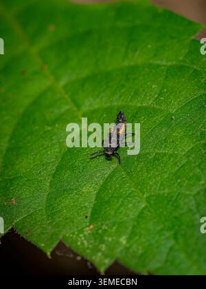 Macro top view of a spiky black and orange ladybug larva resting on a large green leaf surface Stock Photo