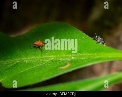 Macro photography of a tiny orange seed bug nymph insect crawling on a bright green leaf surface Stock Photo