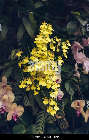 close up view of Dancing Lady Orchid or Oncidium orchid in bloom bright yellow branch of flowers Stock Photo
