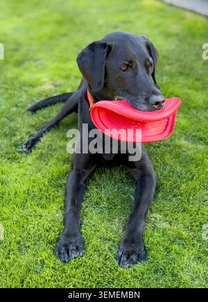 A proud black Labrador Retriever lies on lush green grass holding a bright red frisbee in its mouth, ready for another round of outdoor play. Stock Photo