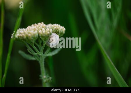 A snail is on a small flower with green grass around it. Stock Photo