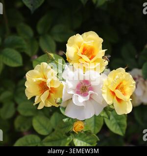 White and yellow petals of persica hybrid rose flower Kordes  KO 16 3327, blurred leaves background. Authentic frontal view for gardening and beauty. Stock Photo