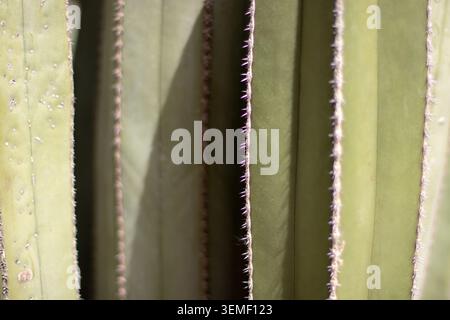 Abstract close-up of khaki green cactus ribs edged with spines. Sunlight and shadows create a striking geometric pattern with selective focus and rich Stock Photo