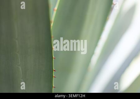 Elegant close-up of glaucous agave leaves illuminated by gentle sunlight. Red hooked spines and repeating linear textures create a bright, serene bota Stock Photo