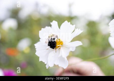 Close up macro photograph of a bumblebee collecting pollen from a delicate white cosmos flower with soft natural background and shallow depth of field Stock Photo