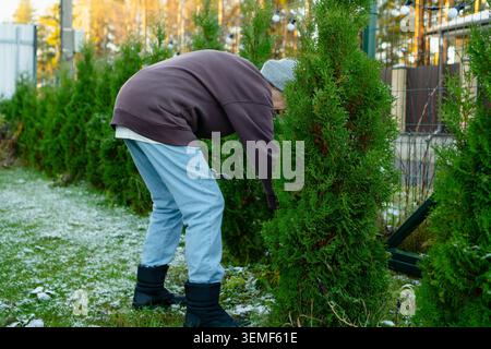 Elderly homeowner trimming thuja hedge along fence in autumn backyard. Senior woman cuts arborvitae branches. Determined retiree maintains neat green border before winter showing dedication Stock Photo