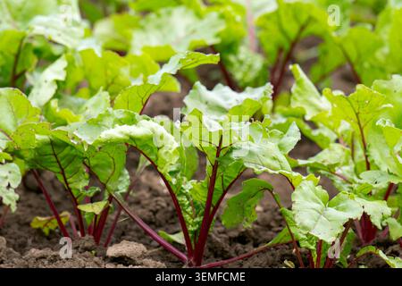 Red beet grows in the open ground Stock Photo