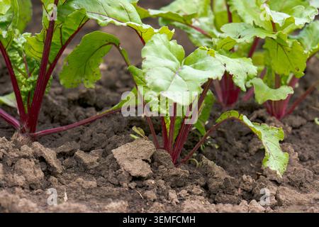 Red beet grows in the open ground Stock Photo