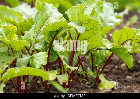 Red beet grows in the open ground Stock Photo