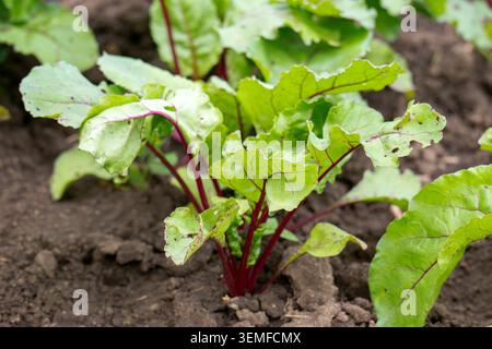 Red beet grows in the open ground Stock Photo