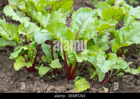 Red beet grows in the open ground Stock Photo