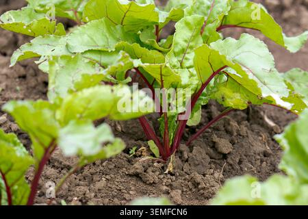 Red beet grows in the open ground Stock Photo