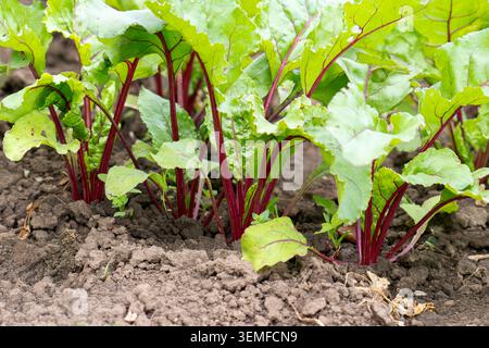 Red beet grows in the open ground Stock Photo
