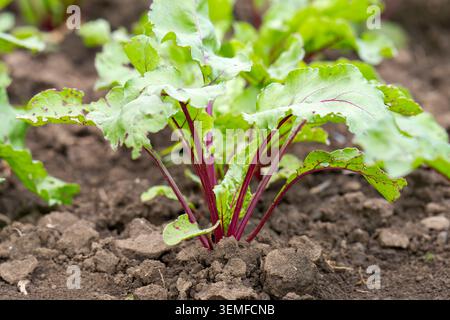 Red beet grows in the open ground Stock Photo