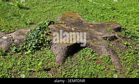 An old star-shaped wood stump covered with patches of dry moss and green ivy leaves sits embedded in a field of short groundcover plants Stock Photo