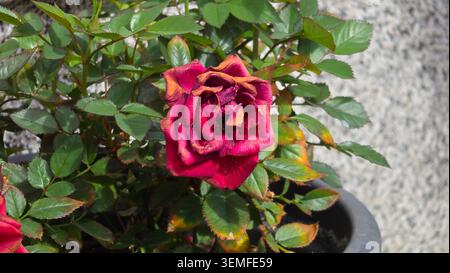 A fading dark red garden rose Rosa hybrid flower with wilting browning petals sits surrounded by green leaves in a dark container against a blurred Stock Photo