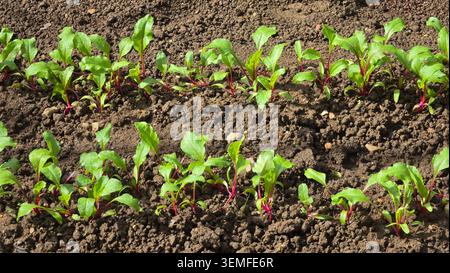 Young beetroot Beta vulgaris plants grow in parallel rows within a backyard garden bed showing bright green foliage and vibrant red stems in cultivate Stock Photo
