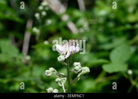 Black bee on blackberry leaf. Detail of black insect sitting on white blackberry blossom. Stock Photo