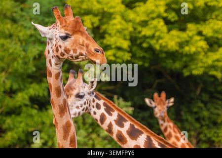 Giraffe in selective focus on green natural background. Portrait of an animal in detail Stock Photo