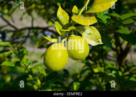Yellow citrus fruits growing on a tree branch with green leaves in a sunny garden in Japan. Stock Photo