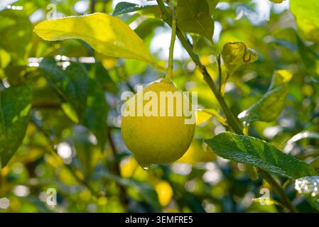 Single ripe yellow lemon hanging from a citrus tree branch among green leaves in Japan. Stock Photo