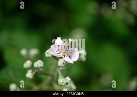 Black bee on white blossom. Detail of black insect sitting on white blossom. Stock Photo