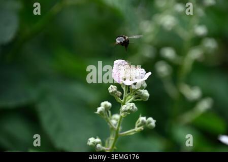 Black bee on white blossom. Detail of black insect sitting on white blossom. Stock Photo