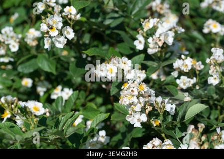 many-flowered rose,  Rosa multiflora white flowers closeup selective focus Stock Photo