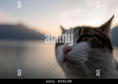 Cat selfie at sunset by the lake, dreamy atmosphere Stock Photo