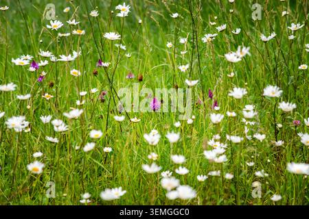 Oxeye daisies and pyramidal orchids growing in a verge by a road in early June, Dorset, UK Stock Photo