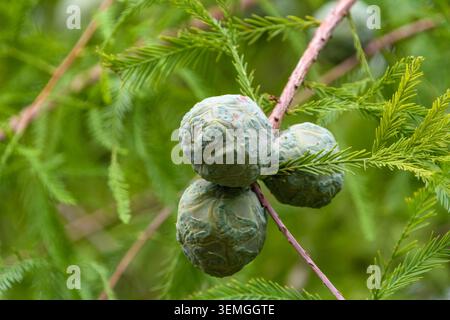 Green Bald Cypress Cones Growing on a Branch with Feathery Leaves Stock Photo