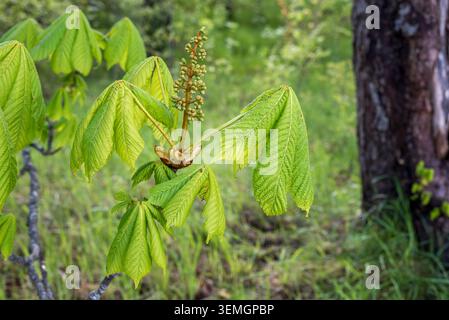 Close-up of the horse chestnut (Aesculus hippocastanum) inflorescence in early spring. Stock Photo