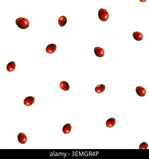 Abstract horizontal background pattern of seamless little red ladybugs insects scattered on white background surface Stock Photo