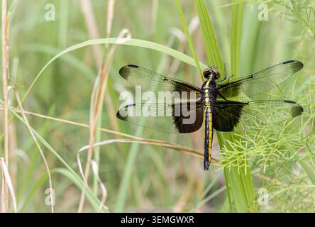 A widow skimmer dragonfly (Libellula luctuosa) perched on grass in a meadow, macro, Arkansas, USA. Stock Photo