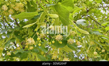 A close-up shot of a linden tree branch covered in fresh green leaves and delicate blooming yellow flowers. Stock Photo