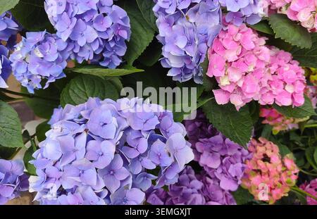 Beautiful pink and purple hydrangea flowers in full bloom. Stock Photo