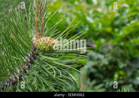 Close up view of a developing green pine cone surrounded by long pine needles on a healthy conifer branch in nature. Stock Photo