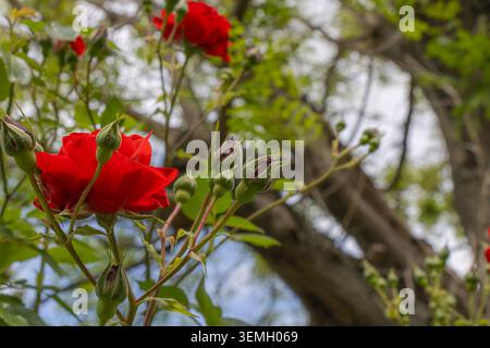 Vibrant red rose flowers and developing buds on a garden shrub, photographed against a softly blurred background of trees and greenery. Stock Photo