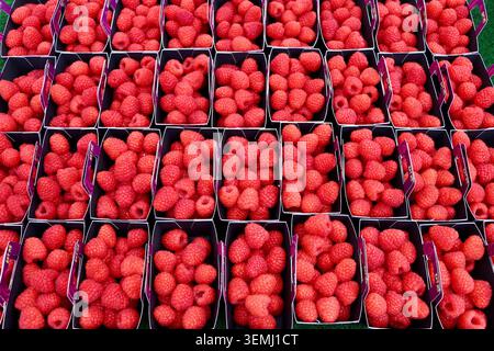 Red raspberries, Rubus idaeus, for sale at Töölöntori market, Helsinki, Finland.  May 2026 Stock Photo