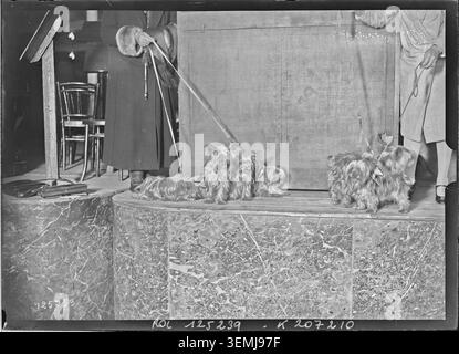Yorkshire terriers belonging to Madame Widow Holden appear at the luxury dog exhibition held at Salle Wagram in Paris on 9 December 1927. The press photograph records pedigree dogs presented during the exhibition. Stock Photo