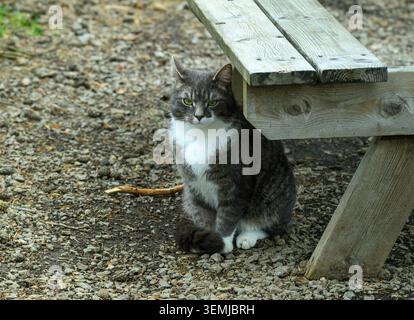 A gray cat is resting in a gravel area under a wooden bench. The cat has a white patch on its chest and seems to be relaxed. Sticks are scattered near Stock Photo