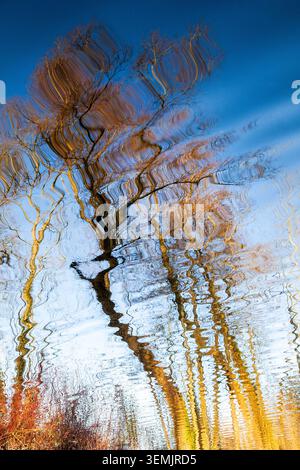 Autumnal trees reflected in a tranquil lake, their rippling forms creating a vibrant abstract of gold, blue and amber beneath a clear sky. Stock Photo