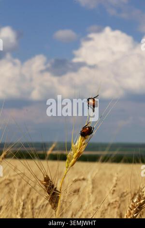 Grain beetles feeding on a ripe wheat ear in a golden field in Moldova. Agricultural pest insects in a cereal crop, illustrating biodiversity, farming Stock Photo